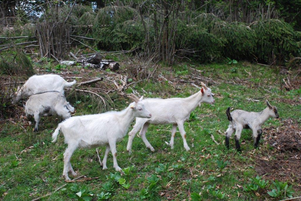 Farm Stay Dolinar Krainer Бохиньска-Бела Номер фото
