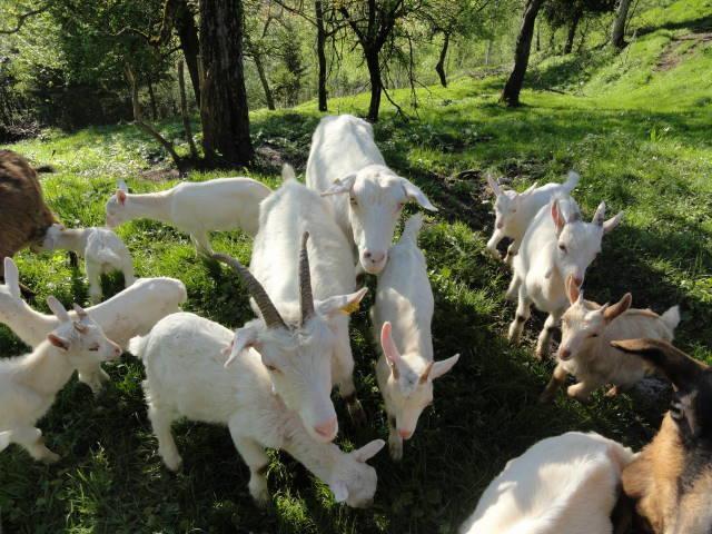 Farm Stay Dolinar Krainer Бохиньска-Бела Экстерьер фото